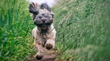                             Hondvriendelijke huizen                                        