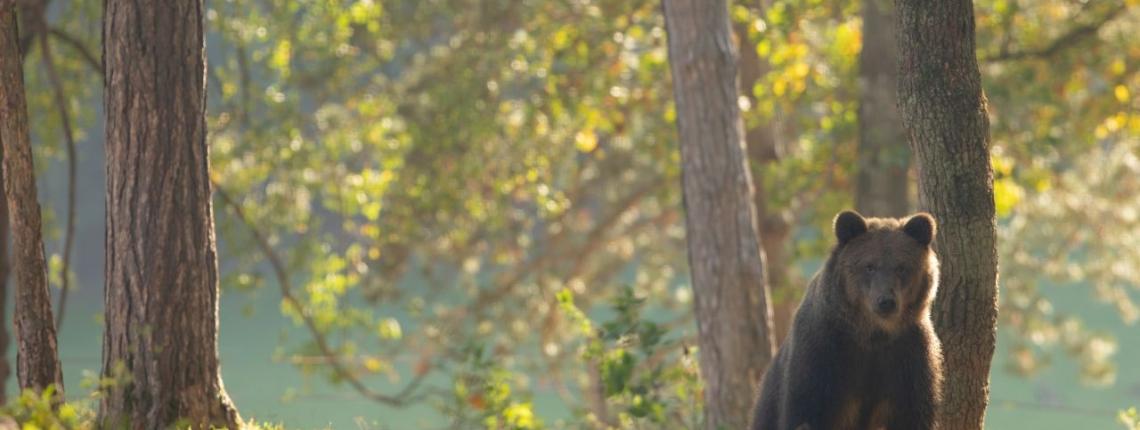 Domainerienquavous-Han