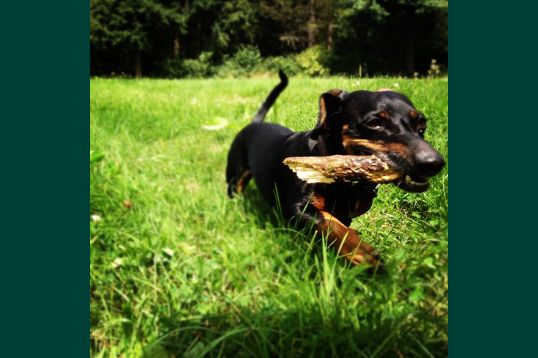 Activiteit in - de Ardennen met uw hond - Dossier