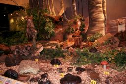 L'enclos des Fr�nes in Provincie Luxemburg