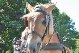 Tocht met een Ardense paardenkoets in Provincie Luxemburg