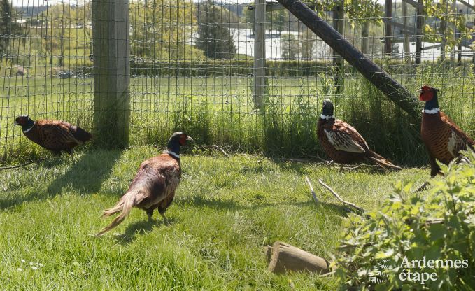 Vakantiehuis in Amel voor 12 personen in de Ardennen