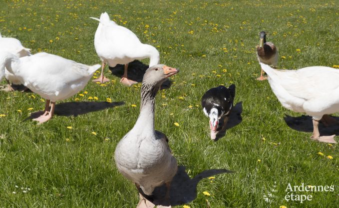 Vakantiehuis in Amel voor 12 personen in de Ardennen