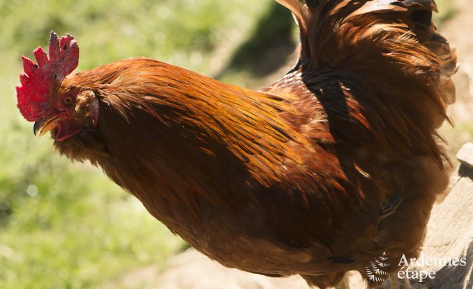 Vakantiehuis voor 10/12 personen in Amel, Hoge Venen