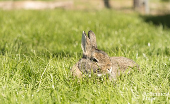 Vakantiehuis voor 10/12 personen in Amel, Hoge Venen