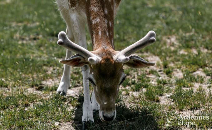 Buitengewoon in Aubel voor 14 personen in de Ardennen
