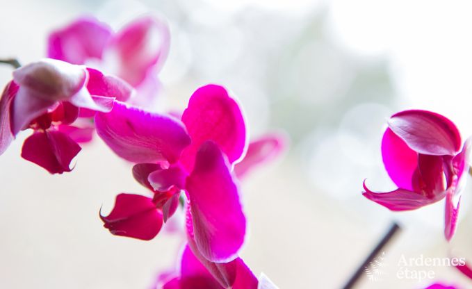 Vakantiehuis in Aubel voor 11 personen in de Ardennen