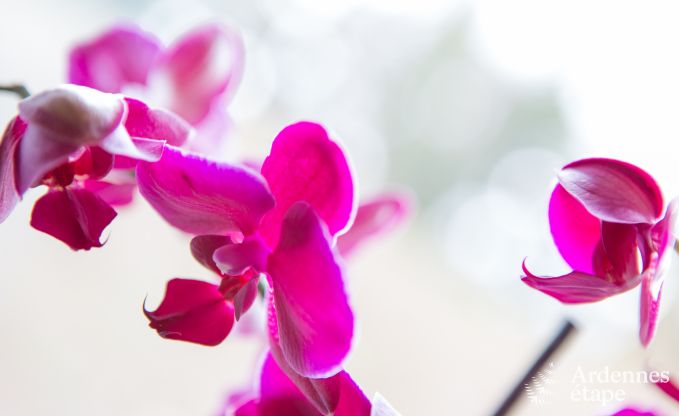 Vakantiehuis in Aubel voor 45 personen in de Ardennen