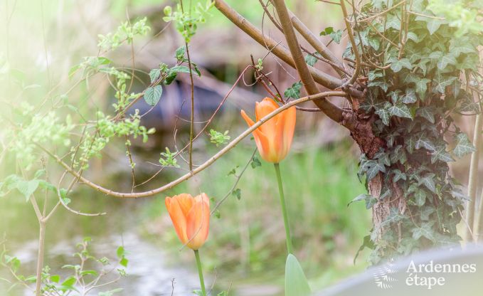 Vakantiehuis in Aywaille voor 2/4 personen in de Ardennen