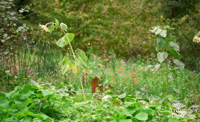 Ruime yurt voor 4 personen in Aywaille met houtpelletkachel en priv�tuin met terras