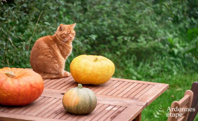 Ruime yurt voor 4 personen in Aywaille met houtpelletkachel en priv�tuin met terras