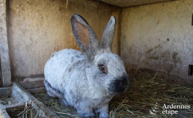 Vakantiehuis in Baclain (Gouvy) voor 6/7 personen in de Ardennen