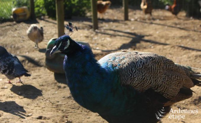 Vakantiehuis in Baclain (Gouvy) voor 6/7 personen in de Ardennen