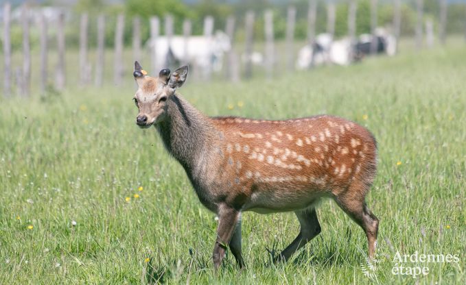 Vakantiehuis in Bastogne voor 12 personen in de Ardennen