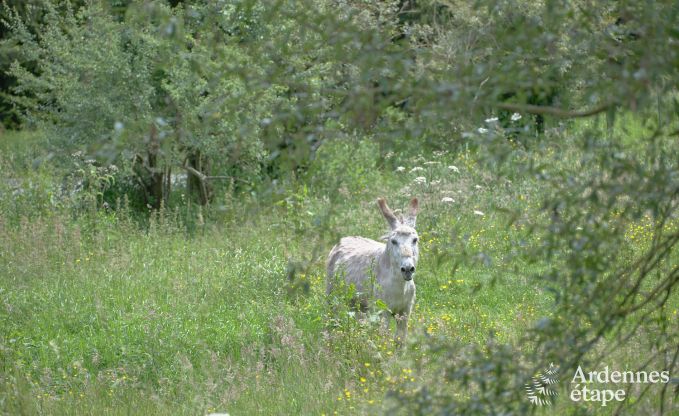 Vrijstaande vakantiewoning in Bastogne, Ardennen