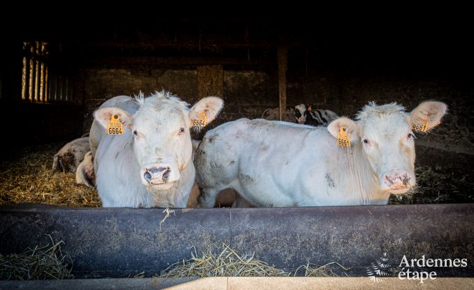 Vakantiewoning in Bastogne: ruime accommodatie voor 14 personen met 6 slaapkamers en speelkamer