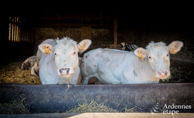 Vakantiewoning in Bastogne: ruime accommodatie voor 22 personen met uitgebreide faciliteiten en 9 slaapkamers in de Ardennen