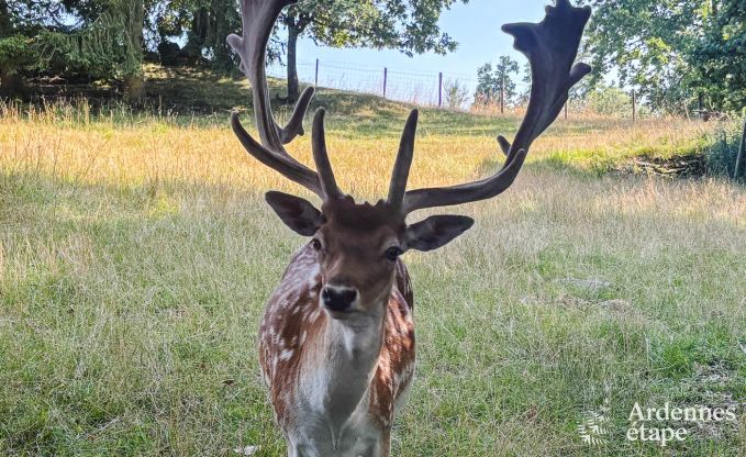 Charmant huis in Bastogne in de Ardennen: accommodatie voor 18 personen