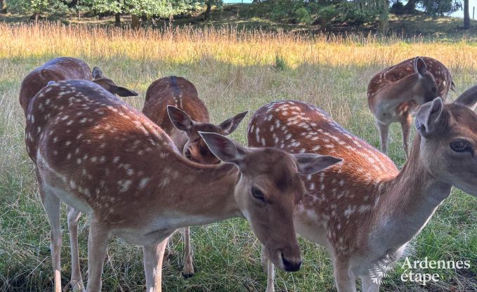 Charmant huis in Bastogne in de Ardennen: accommodatie voor 18 personen