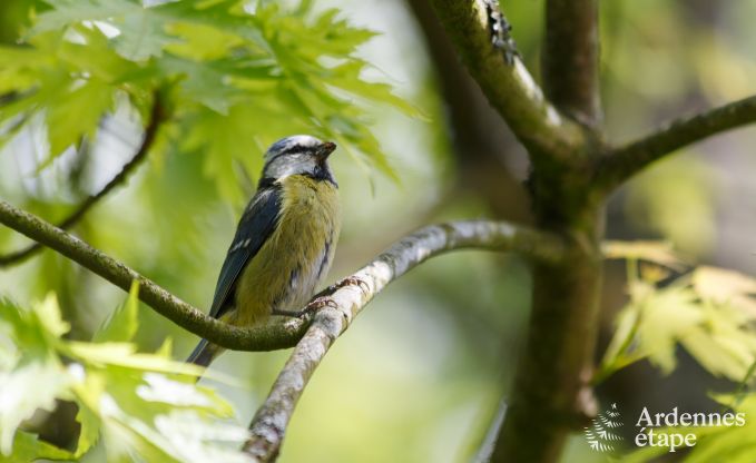 Kasteel in Beauraing voor 12 personen in de Ardennen