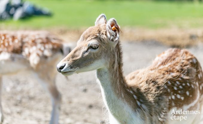 Kasteel in Beauraing voor 20 personen in de Ardennen