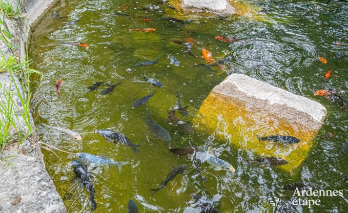 Kasteel in Beauraing voor 20 personen in de Ardennen