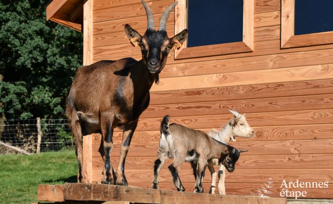 Vakantie op de boerderij in Bertrix voor 4 personen in de Ardennen