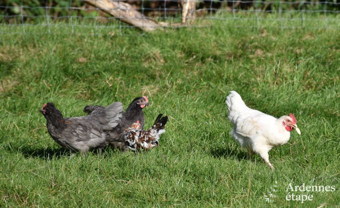 Vakantie op de boerderij in Bertrix voor 4 personen in de Ardennen