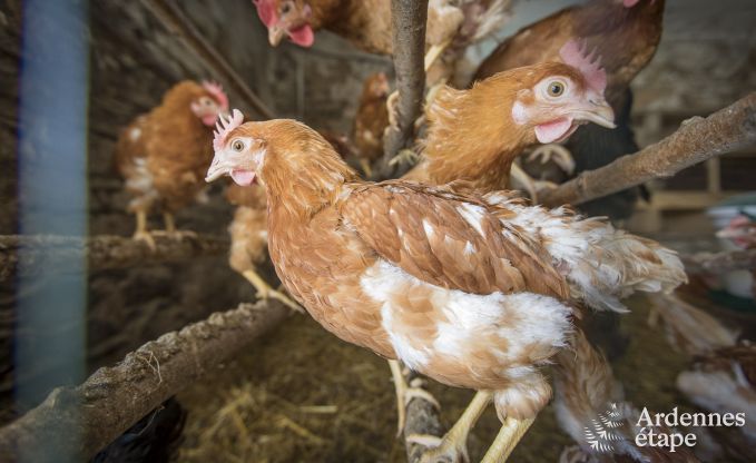 Vakantiehuis in Bertrix voor 9 personen in de Ardennen