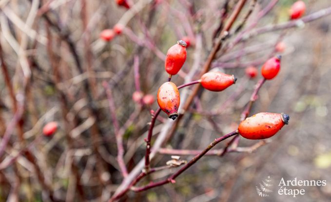 Vakantiehuis in Bi�vre voor 7 personen in de Ardennen