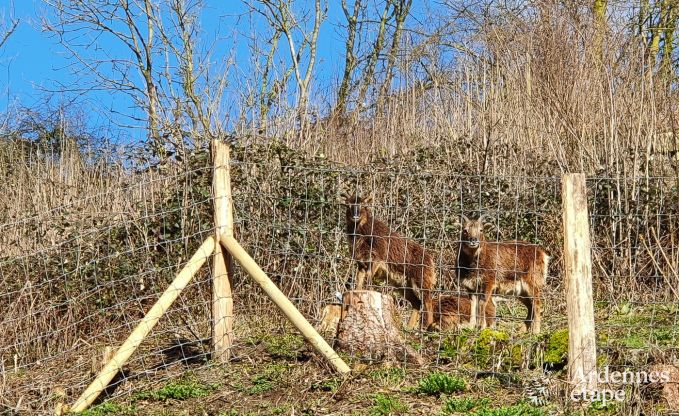 Prachtige vakantiewoning in Bomal-Sur-Ourthe, Ardennen