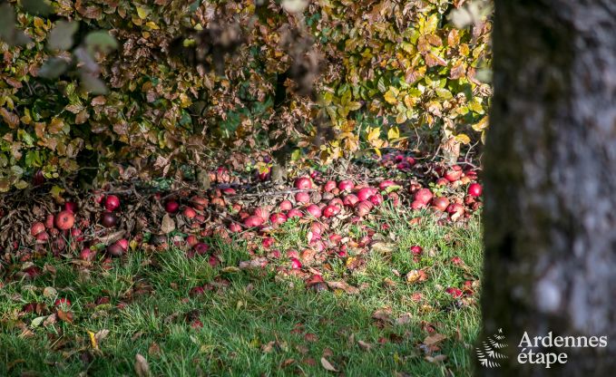 Chalet in Bouillon voor 4 personen in de Ardennen