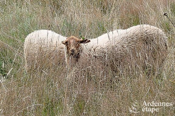 Vakantiehuis voor 12 personen met professionele keuken in Bouillon