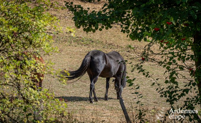 Comfortabel vakantiehuis voor 6 personen in Burg-Reuland