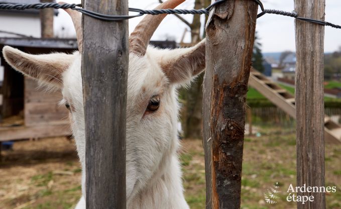 Fiets- en hondvriendelijk vakantiehuis voor 14/16 in Butgenbach, Hoge Venen