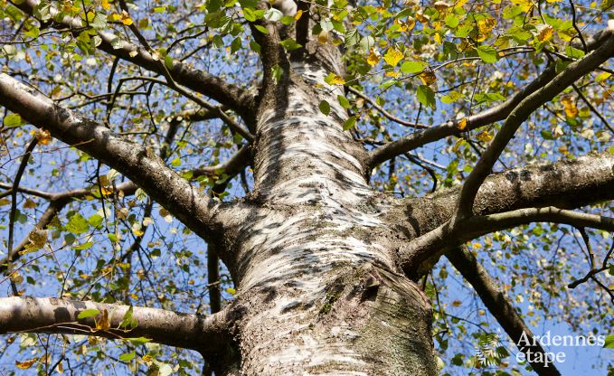 Vakantiehuis in Butgenbach voor 10 personen in de Ardennen