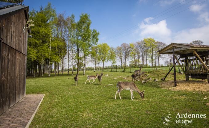 Vakantiehuis in Butgenbach voor 4 personen in de Ardennen