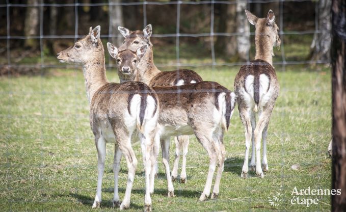 Vakantiehuis in Butgenbach voor 4 personen in de Ardennen