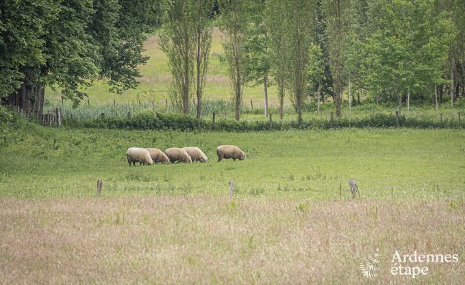 Ontspannende vakantie in de Ardennen: ruime luxe villa voor 10 personen in Ciney met sauna en tuin