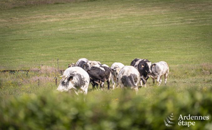 Ontspannende vakantie in de Ardennen: ruime luxe villa voor 10 personen in Ciney met sauna en tuin