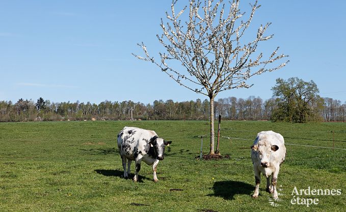 Vakantiehuis in Ciney voor 24 personen in de Ardennen