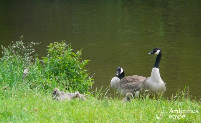 Luxe villa in Coo voor 8 personen in de Ardennen
