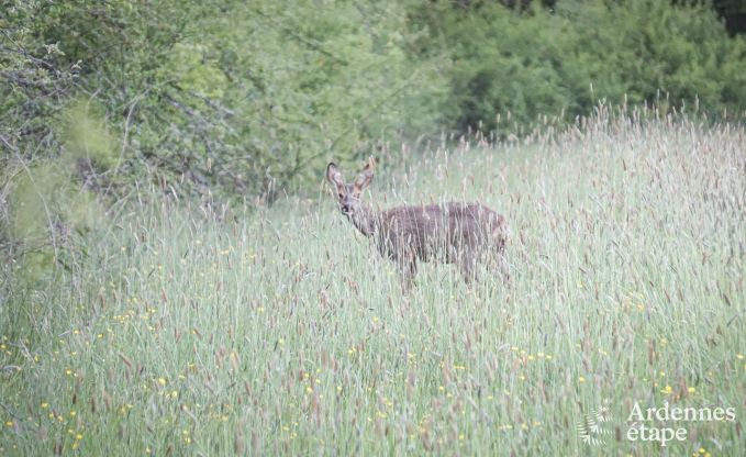 Cottage in Couvin voor 10 personen in de Ardennen