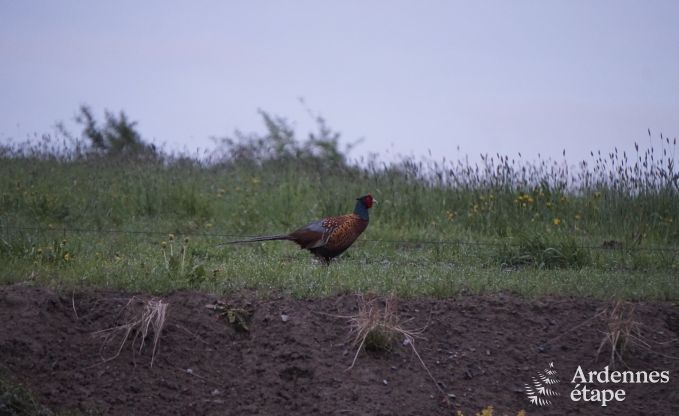 Cottage in Couvin voor 18 personen in de Ardennen