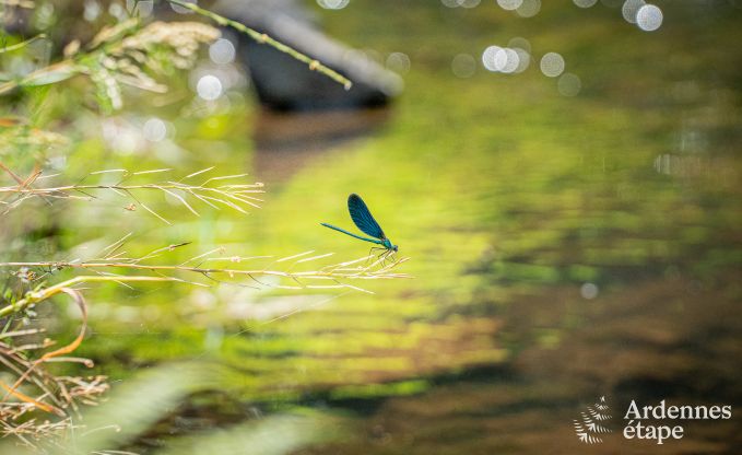 Cottage in Couvin voor 4+2 personen in de Ardennen