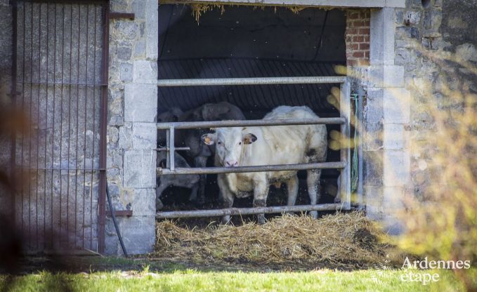 Vakantie op de boerderij in Couvin voor 18 personen in de Ardennen