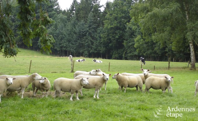 Vakantiehuis in Dinant voor 6 personen in de Ardennen