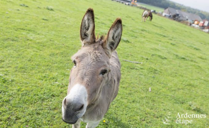 Vakantiehuis in Doische (Dinant) voor 8 personen in de Ardennen