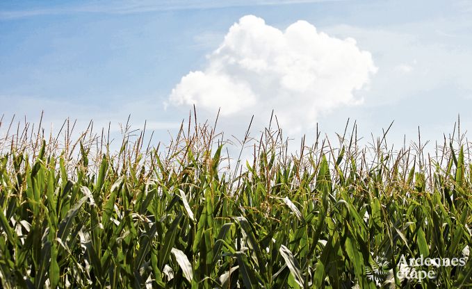 Vakantiehuis in Doische voor 9 personen in de Ardennen