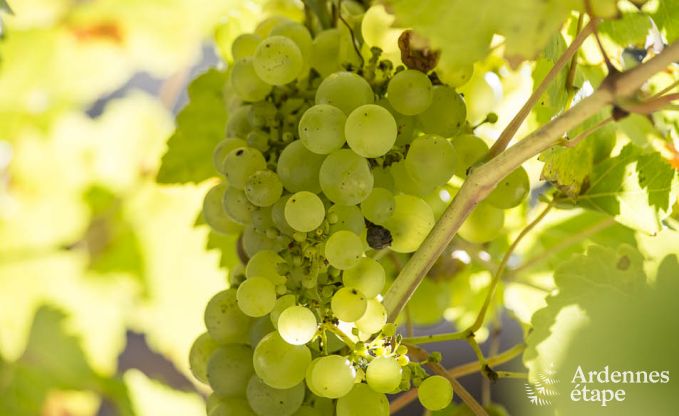 Vakantiehuis in Durbuy (W�ris) voor 11 personen in de Ardennen